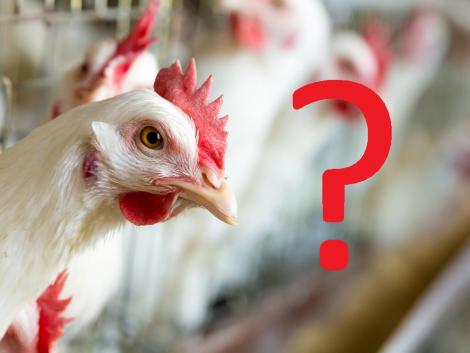A ketreces tyúktartás betiltása jogi és agrárszempontból is zsákutca – Videó