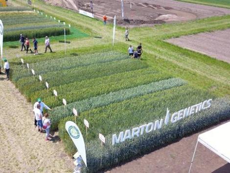 Martonvásári búzák: Extrém bőtermő – és javító-javító minőségű újdonságok! –Videó