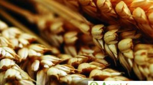 Rekord az ukrán gabonaexportban