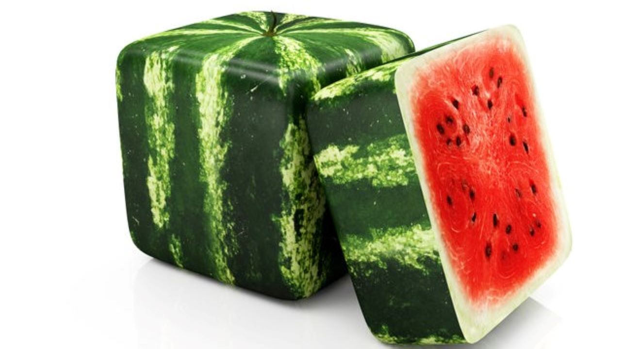 A kocka alakú görögdinnye is a legdrágább gyümölcsök egyike.