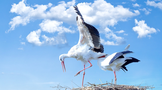 26 gólya tetemét találták meg – áramütés végzett velük