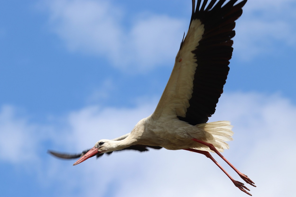 Kutatók figyelik a gólyák viselkedését