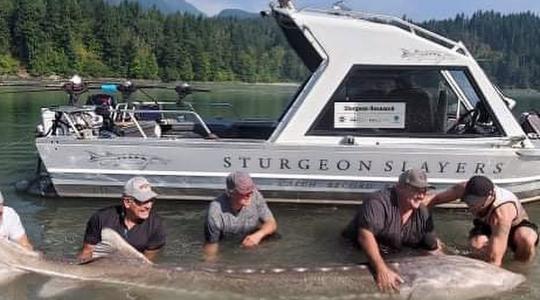 Horgász-világrekord? 405 kilós fehér tokhalat fogott egy hoki-kapus