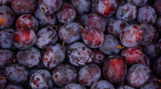 Megdöbbentő adatok a lengyel gyümölcstermésről 