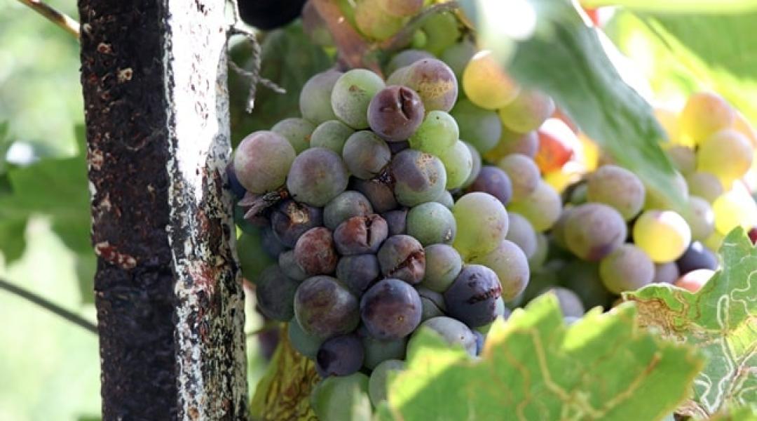 Növényvédelmi előrejelzés: Óriási károkat okozhat a szürkepenész a szőlőben, az elvetett repce esőért könyörög