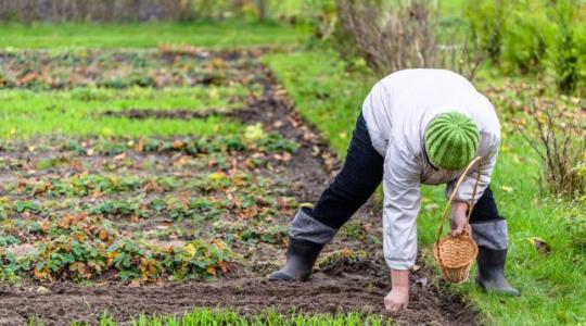 15 tipp a sikeres őszi palántázáshoz