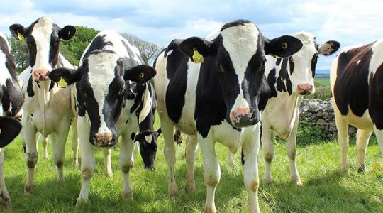 Rengeteg marhát vágnának le a hollandok környezetvédelmi okokból 