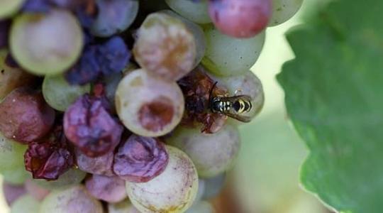 Növényvédelmi előrejelzés: Rohamosan teszi tönkre a szőlőtermést a darázs- és a muslicakártétel