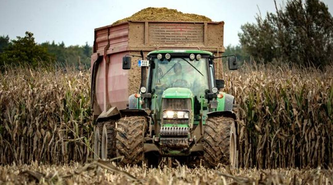 Sokfélét hallani a kukoricaárakról – nézzük, mi a reális!