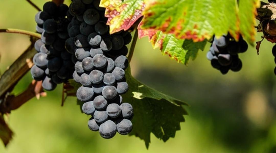 Kétségbeesett szőlőtermelők már az ültetvény kivágását tervezik 