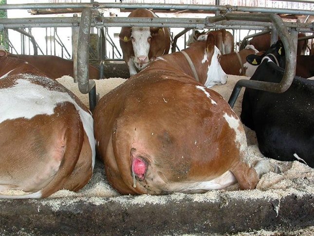 emésztőrendszeri betegség tejelő szarvasmarha