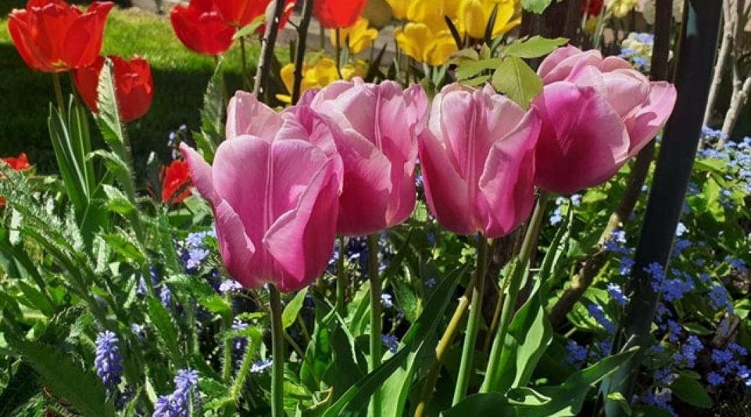 Tavaszi virágoktól pompázó kertet szeretnél? Most kell tenned érte!