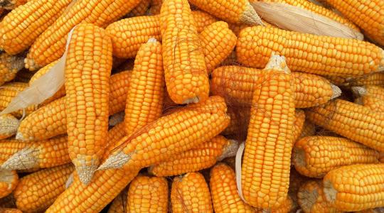 Kukorica: ami az olaszoknak hátrány, előny lehet a magyaroknak