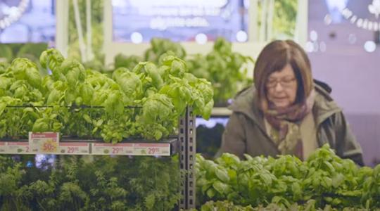 Zöldségtermesztés az áruházban – ennél nem lehet frissebb
