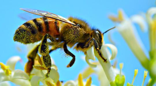 Ennyire komoly a baj: 7,5 millió euró a méhek megmentésére