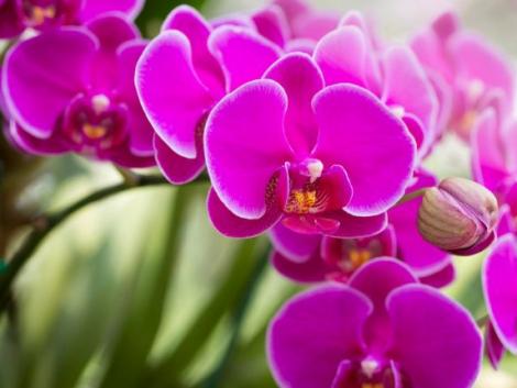 9 tipp, hogy gyönyörű maradjon az orchideád