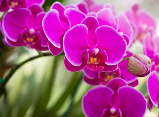 9 tipp, hogy gyönyörű maradjon az orchideád