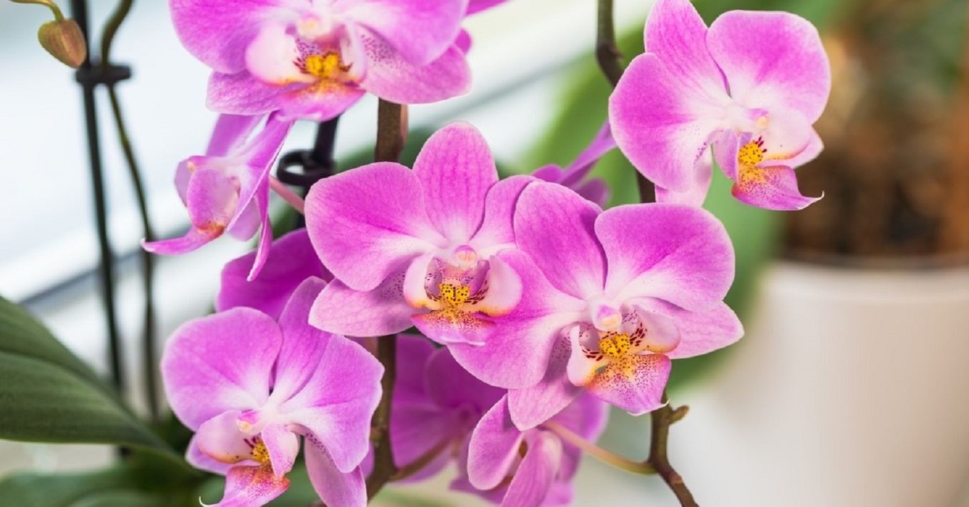 orchidea virág