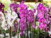 Ettől a 9 tipptől nagyon szép lesz az orchideád!