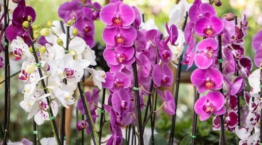 9 tipp, hogy mindig szép legyen az orchideád