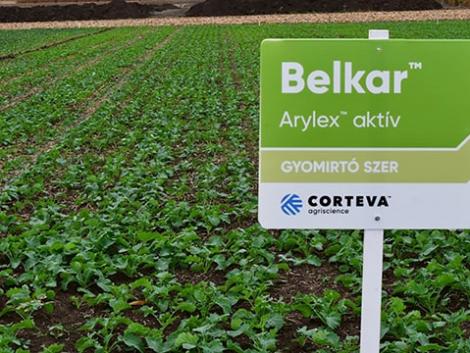 BELKAR™ – egyedi hatásmechanizmusú, őszi posztemergens repce gyomirtó szer