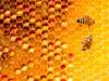 Te tudod, melyik méz milyen betegségre jó?