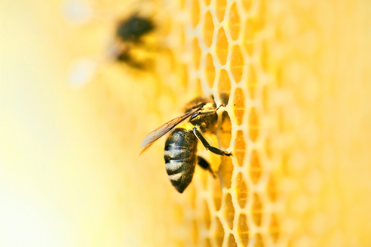 méh méz
