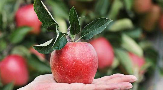Lehetne nagy üzlet az almatermesztés, de ehhez fejleszteni kell