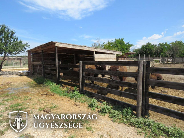 Illegális magánállatkert