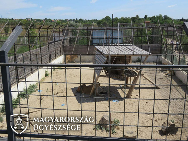 Illegális magánállatkert