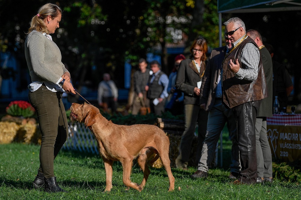Magyar Vizslák Világszövetségének főtenyészvizsgája
