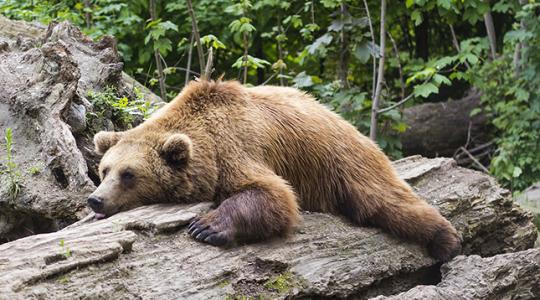 Túl korán ittak a medve bőrére – elkobozták tőlük