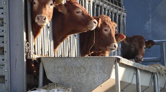 Megkongatták a vészharangot a tejtermelők! – 7 pontos petíció az ágazat megmentéséért