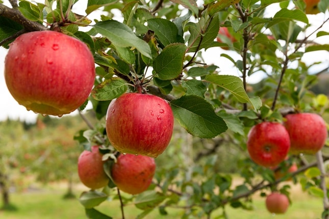 almaültetvény