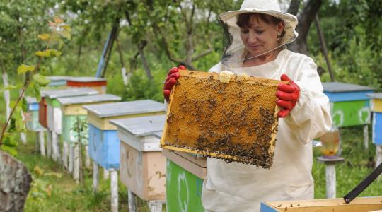 A méhészek jelentik a sikeres mezőgazdaság kulcsát