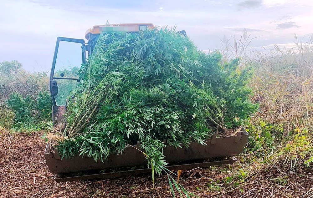 Cannabis ültetvény megsemmisítése traktorral