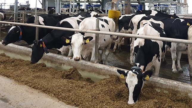 tehenek tejgazdaságban
