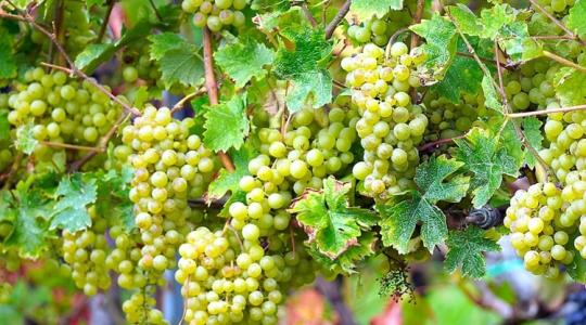 Mennyiségben nem az igazi a szőlőtermés, de a minőségre nem lesz panasz