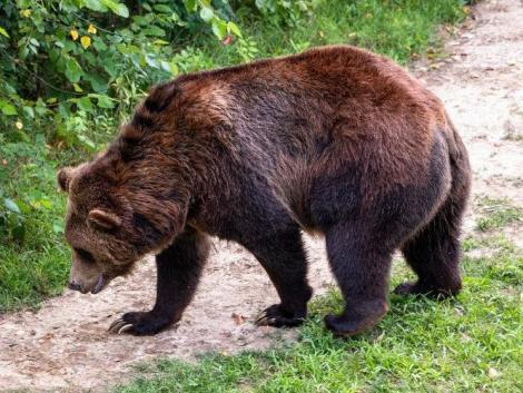 Emberre támadt a medve, el kellett pusztítani