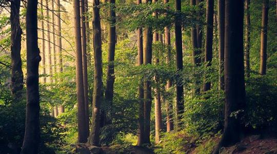 Kell új erdészeti stratégia, de a mostani EU-s tervezet nem megfelelő