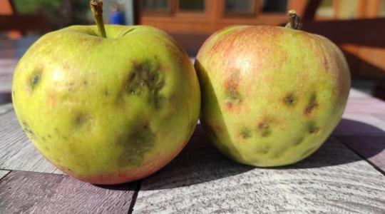 Foltok az almán – mi lehet a gond? Egyáltalán ehető? 