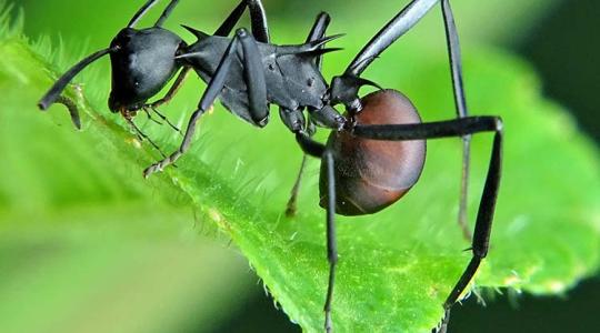 A természetben valóban létezik a szupererő – A hangyák birtokolják!