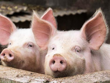 Német sertésválság – a gazdálkodók jelentős része szabadulna az állománytól