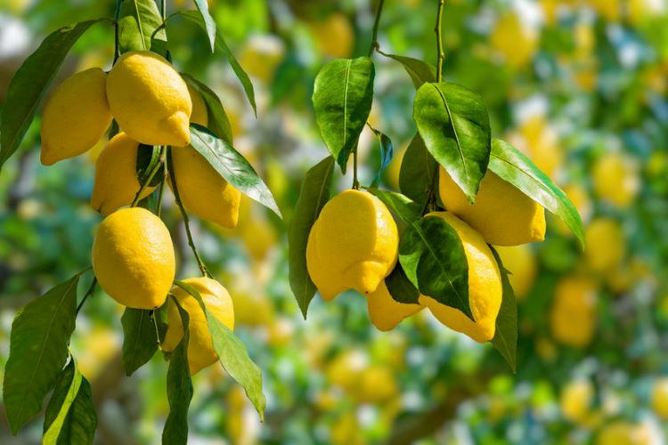 citromfa citrom