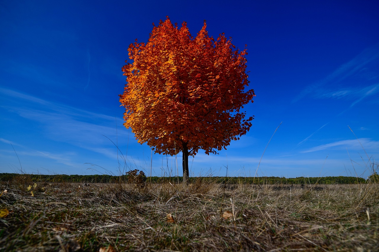 őszi fa csodás színekben