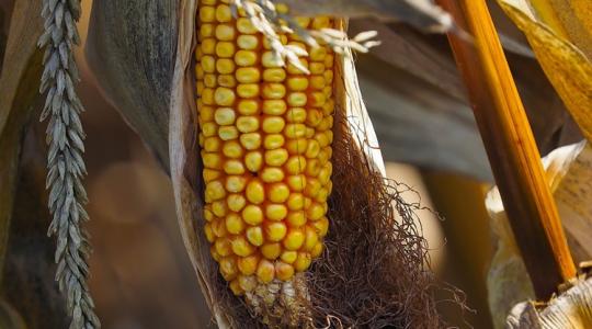 Lesújtó hírek érkeztek a kukoricatermésről
