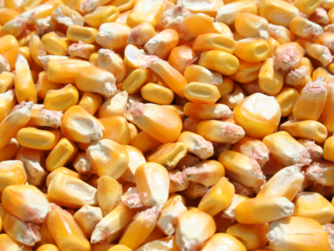 Export regisztrációs kötelezettséget vezetne be a takarmánykukoricára az agrárminiszter