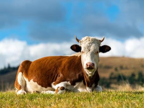 Még idén kifizethető támogatási összegek – megjelent a rendelet!