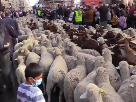 Tömegével vonultak a birkák Madrid utcáin