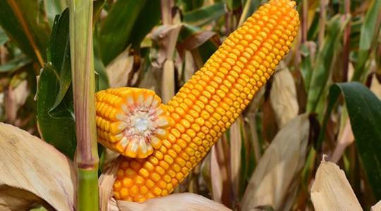 Az adottságokhoz kell kukoricát választani! – Innovatív megoldások kukoricatermesztőknek
